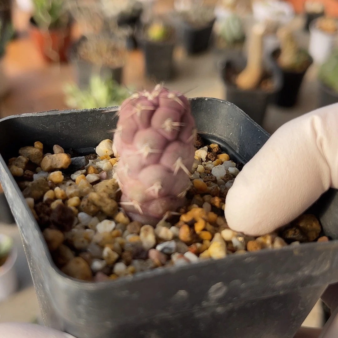 实生紫皮习志野仙人球