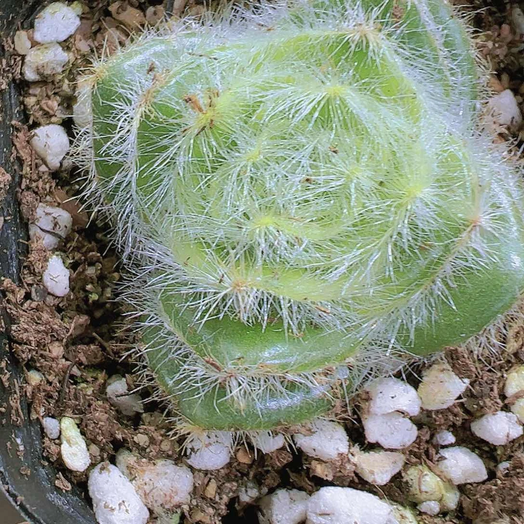 长毛月光19包邮多肉