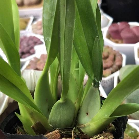 5922兰花文星兰如图