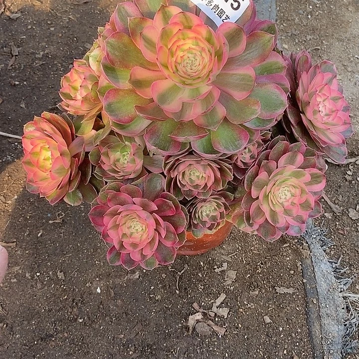 涛***a多肉植物荔枝715多肉
