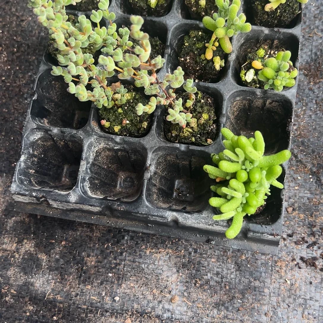 青***是枝干穴盘育苗组合