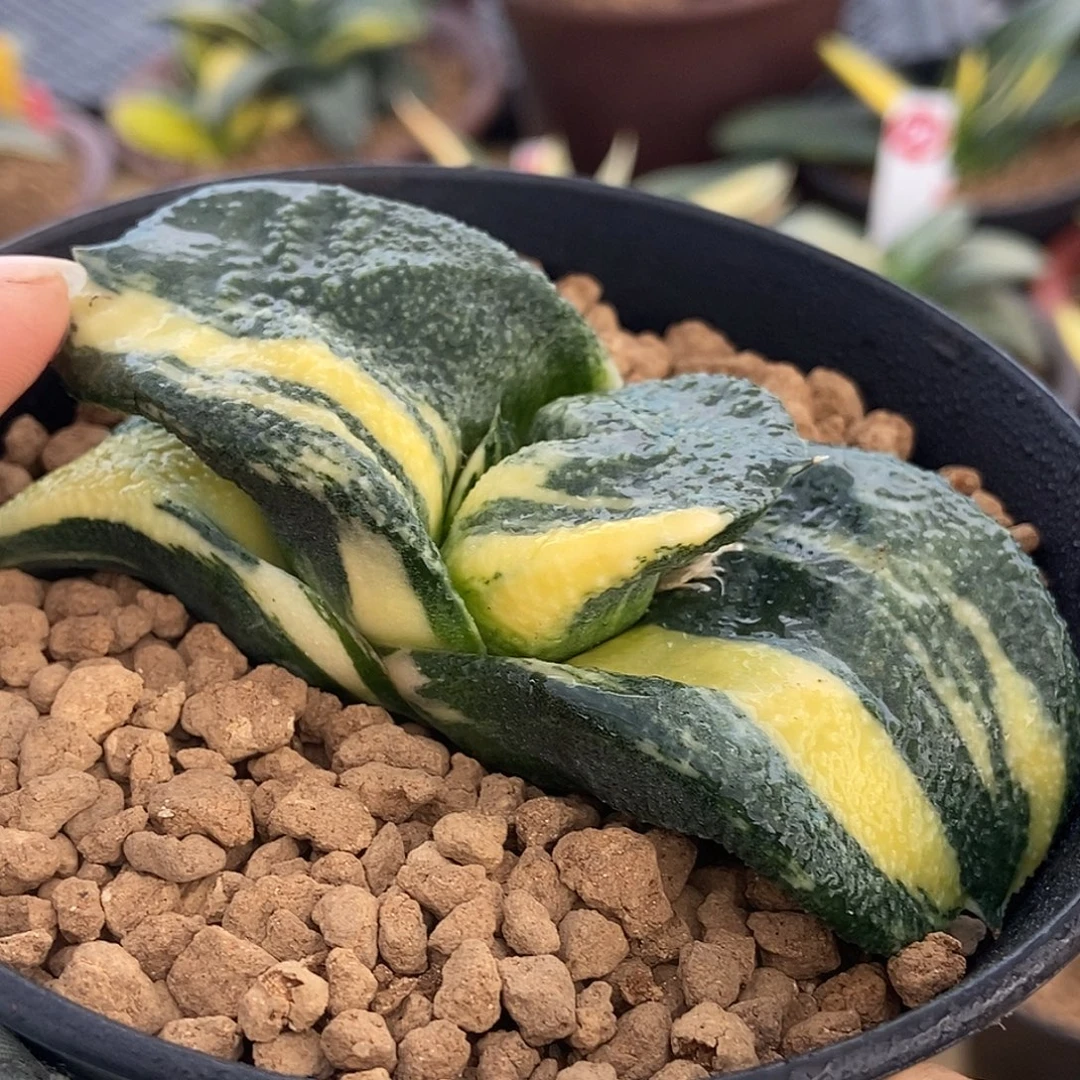 852卧牛锦真厚实带盆发货