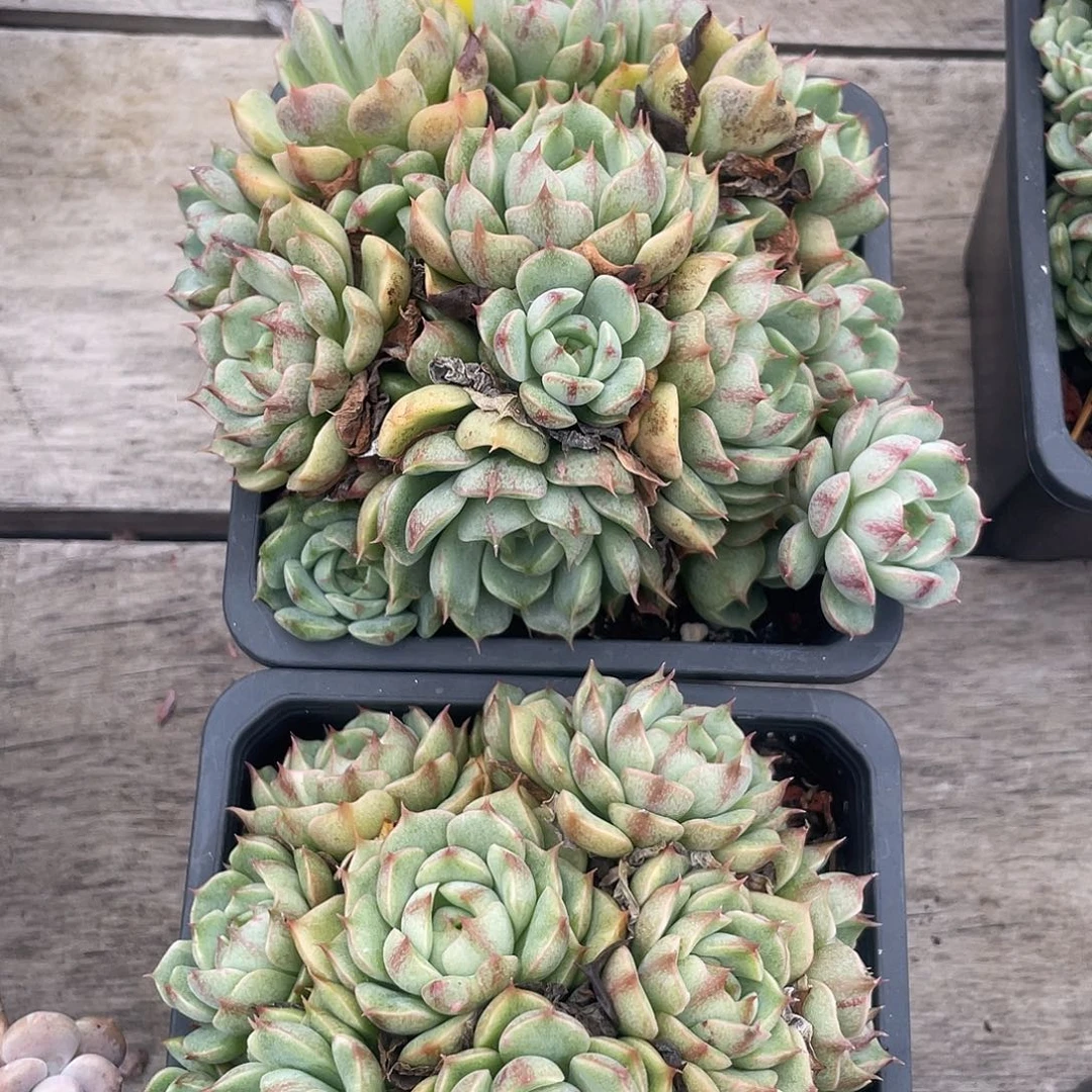 两盆本吧多肉植物701