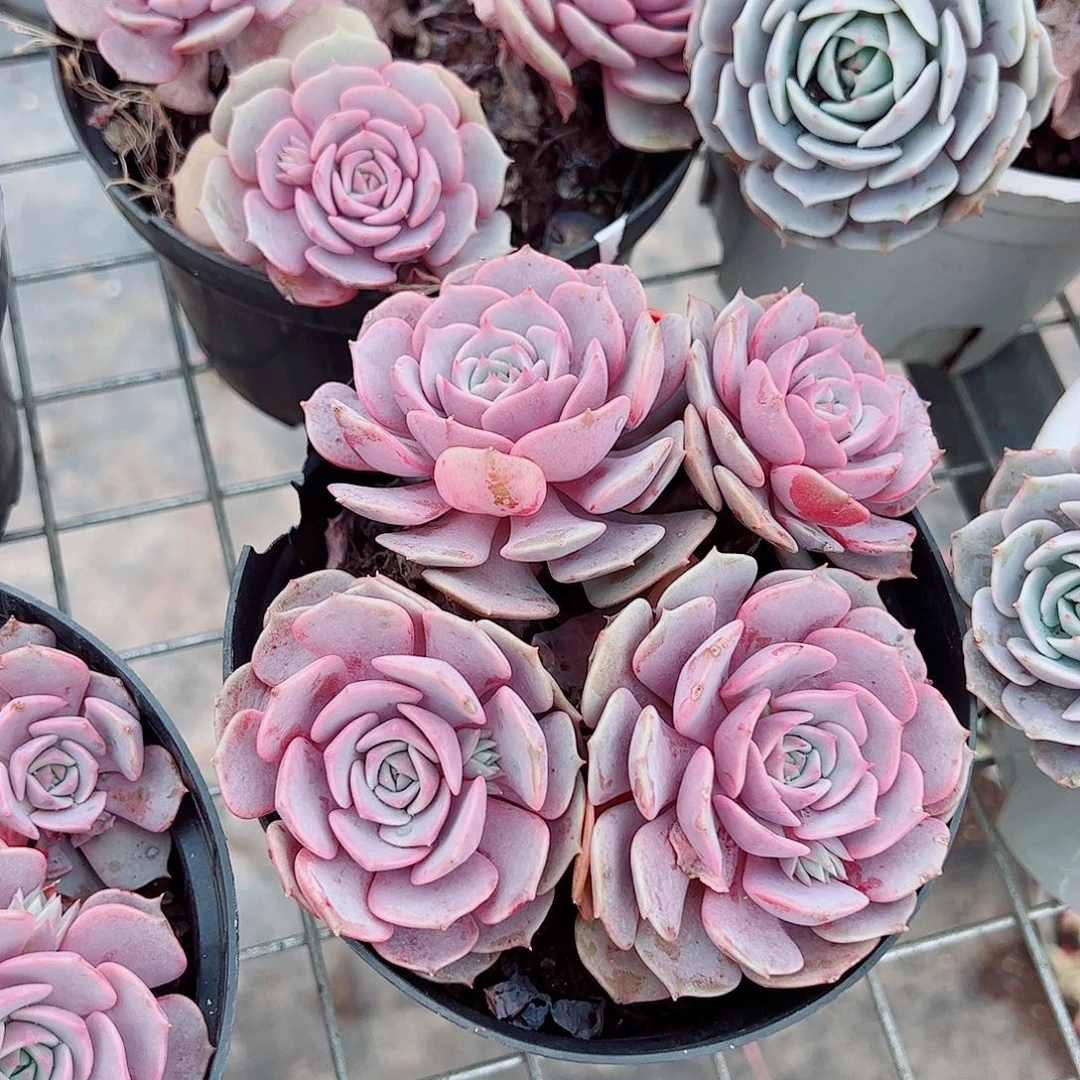 粉蝶多头群生老桩特价