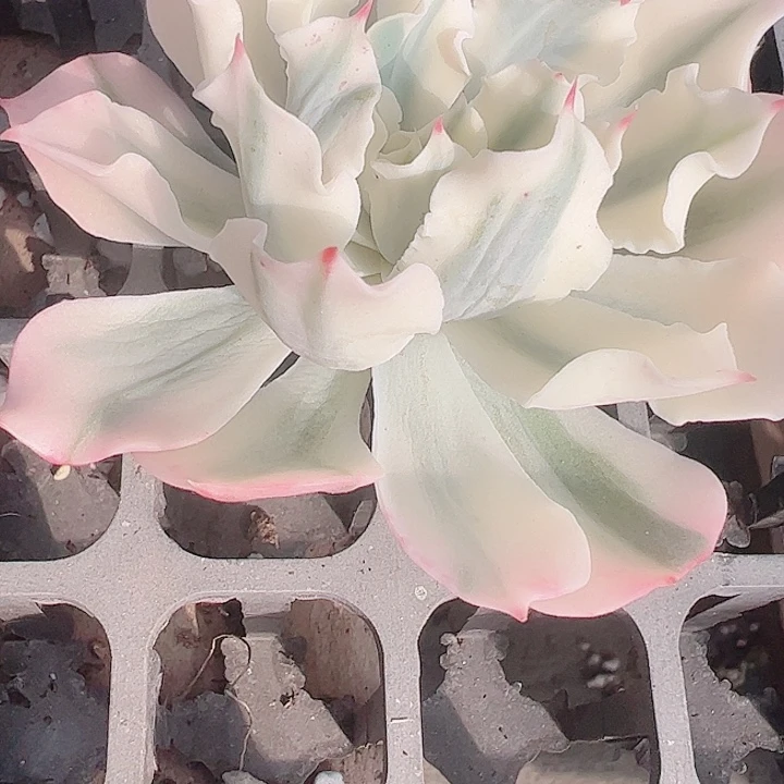 丽****?多肉植物多肉植物