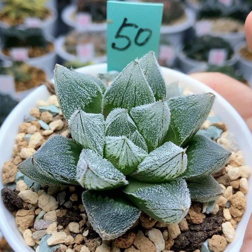 【闪购商品】小****）50白狐狸