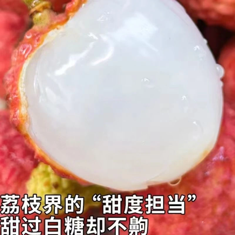 【老树黑叶荔枝】福建漳州老树荔枝果园直发新鲜采摘当天3/5斤装