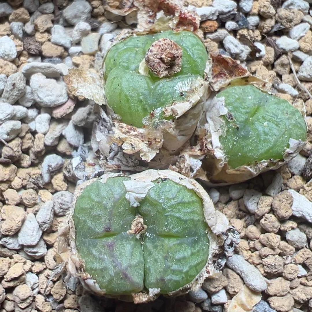 【闪购商品】 1095。