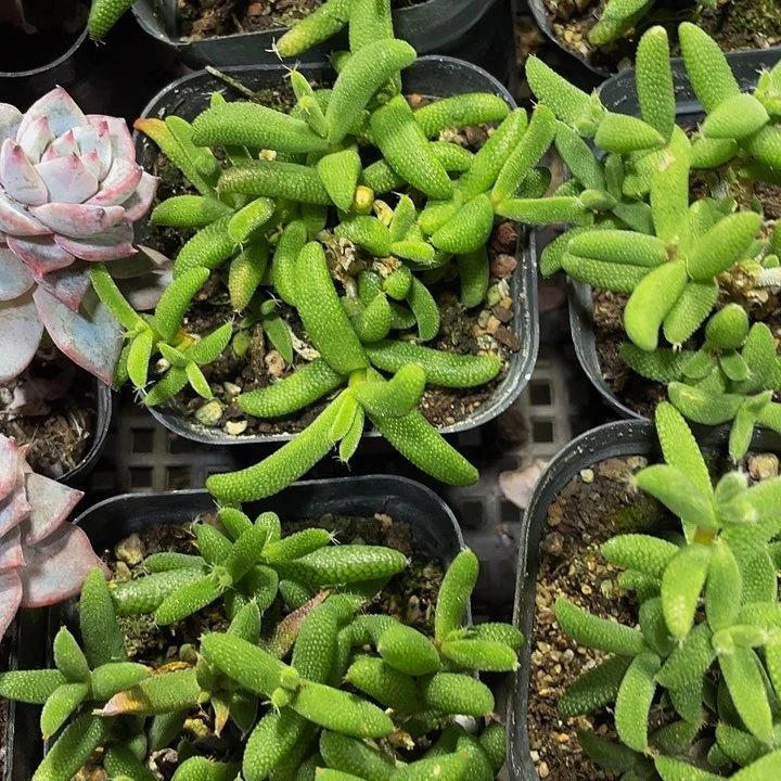 玉米枝干2.8带盆