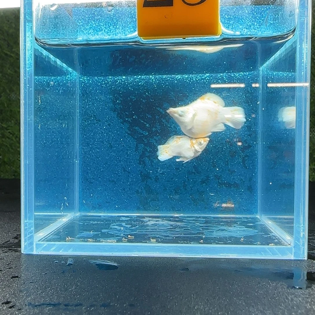 孔雀鱼玛丽鱼樱花圆尾大种鱼1对