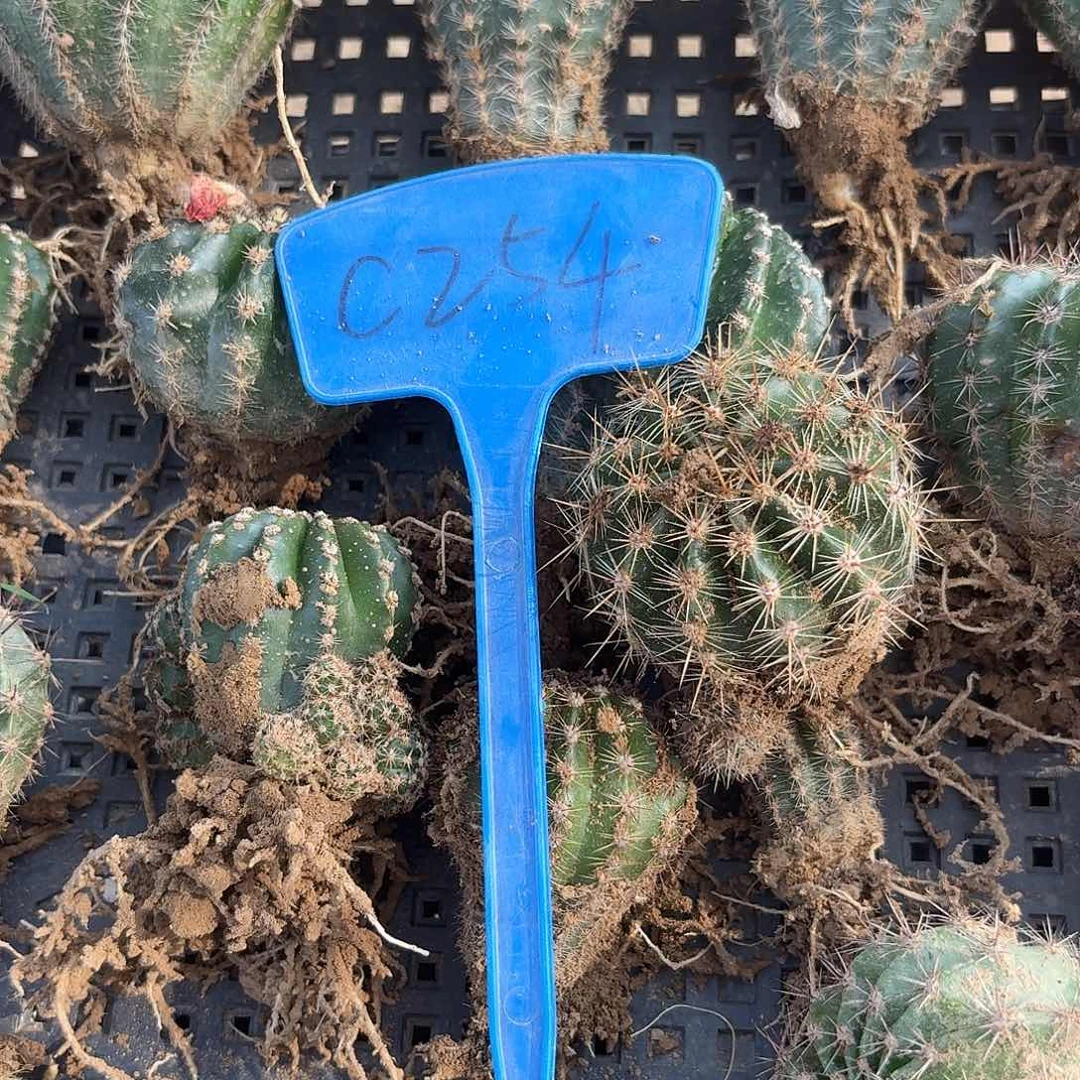 王***娜C254,混色一筐瑕疵歪头