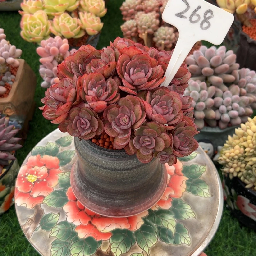 杭***仙小老桩秀妍多肉植物