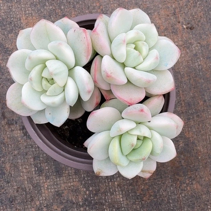 香草一物一拍好看