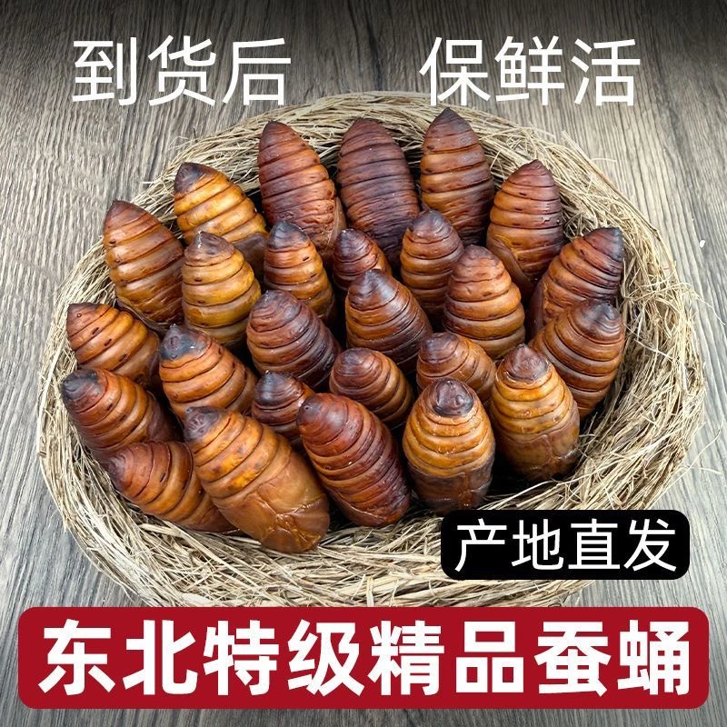 包邮东北特产鲜活大黄蚕蛹4 - 5厘米 小黄3-4厘米高蛋白优质营养