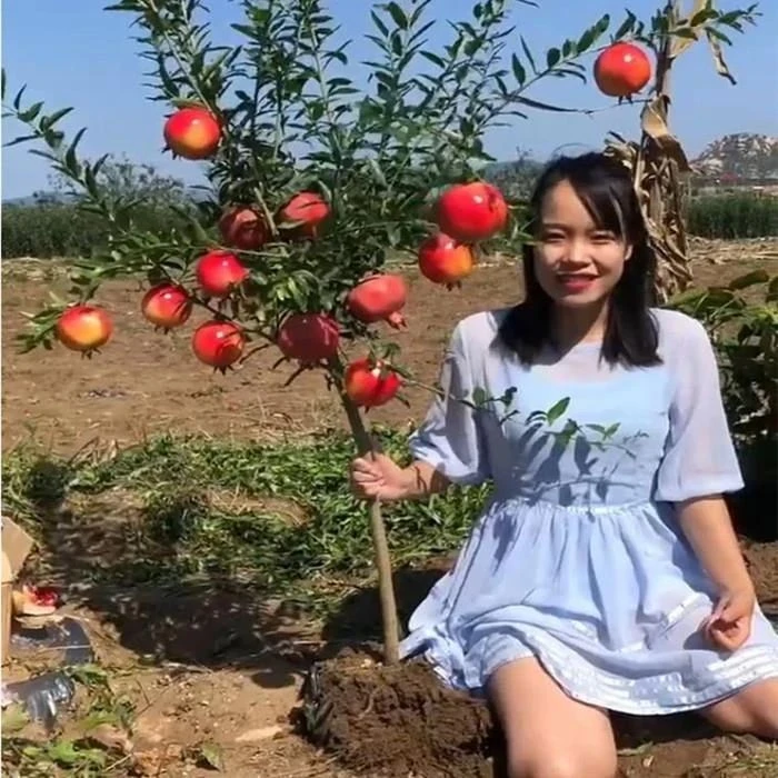 石榴树树苗突尼斯软籽庭院果树石榴苗特大盆栽南北方种植石榴树苗