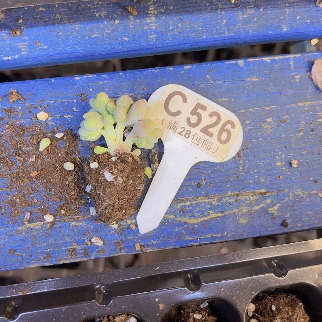 C526手指奶一物一拍