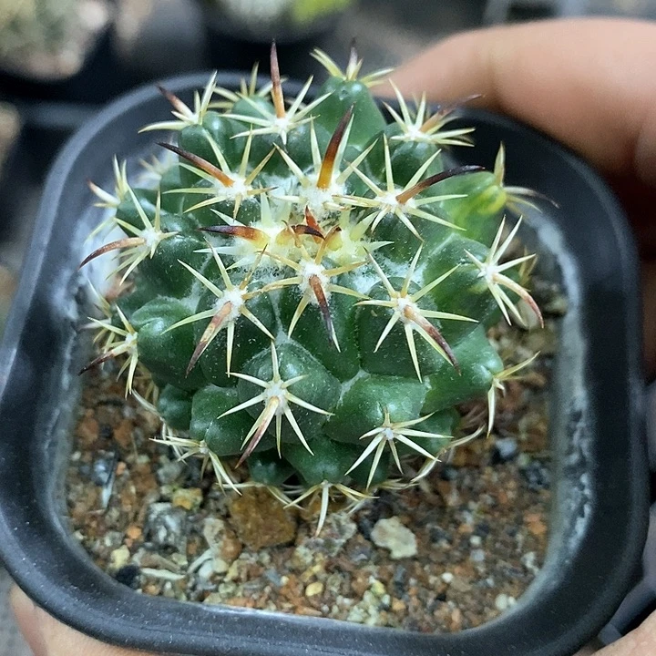 孤品实生优选钢钉自然锦新年福利