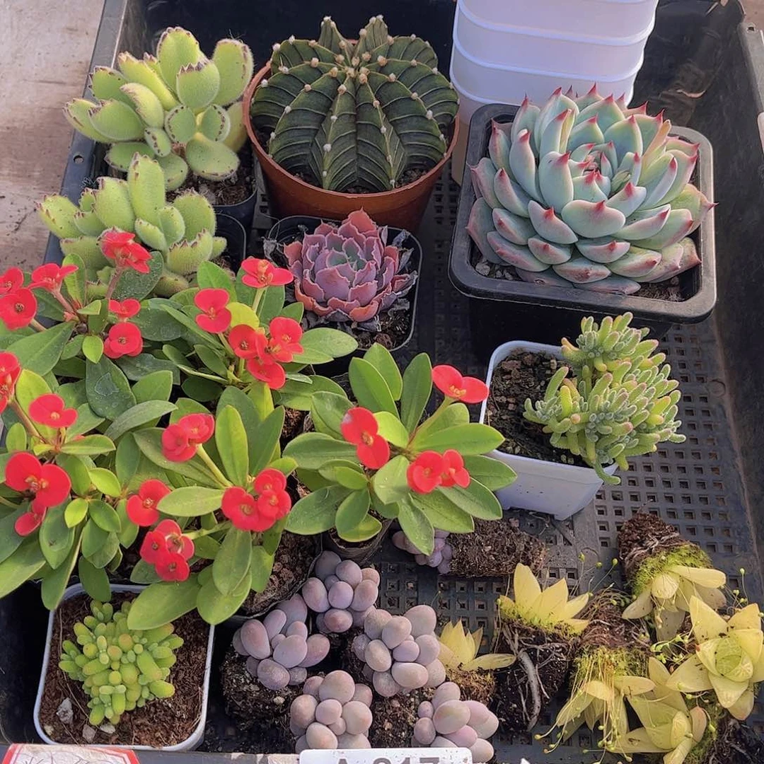 多肉817多肉植物