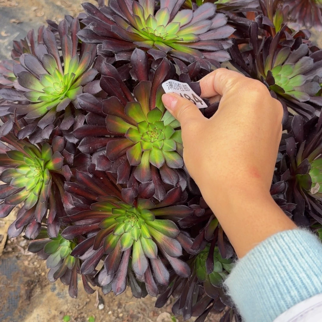 484多肉植物捧花的时候