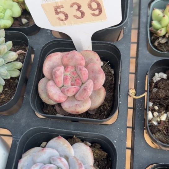 539凌雪一物一拍多肉