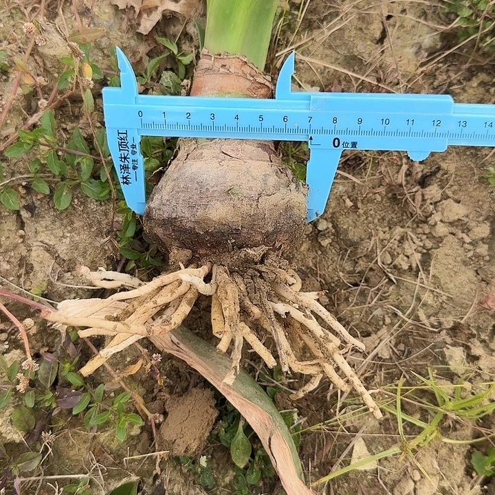 秋意浓朱顶红一棵7.0