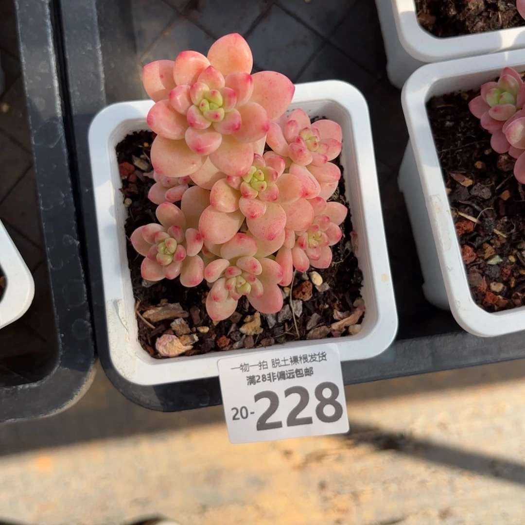 椰香格里拉老桩多肉多肉