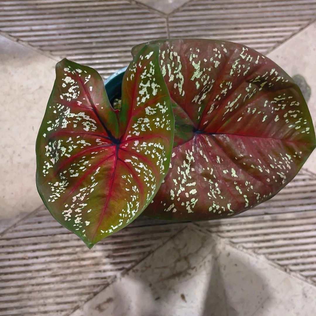 完全开放4235泰彩