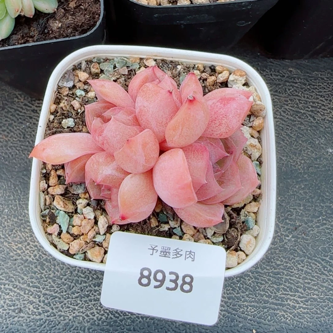 冰魄群,8938多肉植物