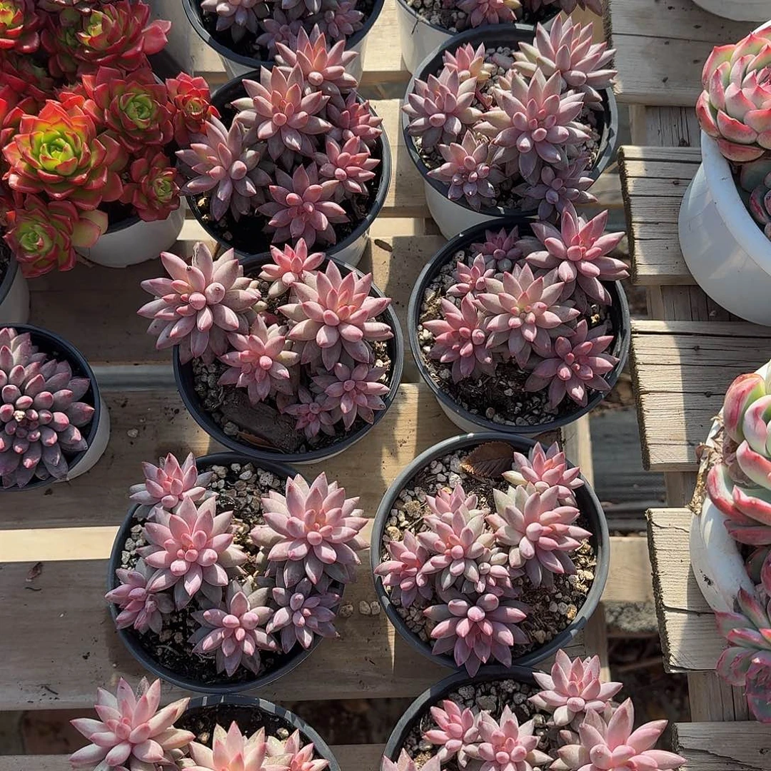 金鱼姬群生多肉植物