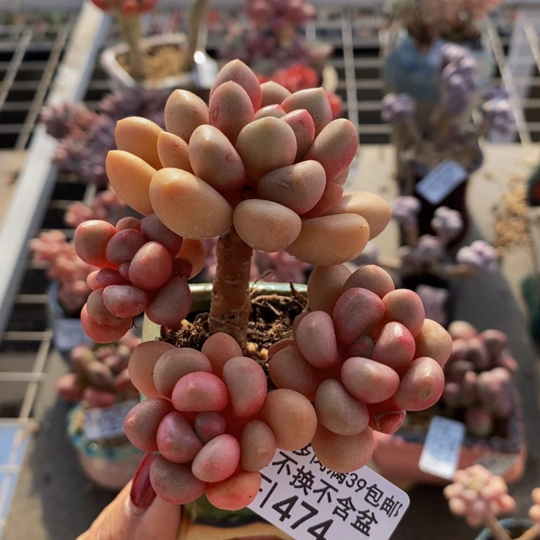 先锋派474/6cm多肉