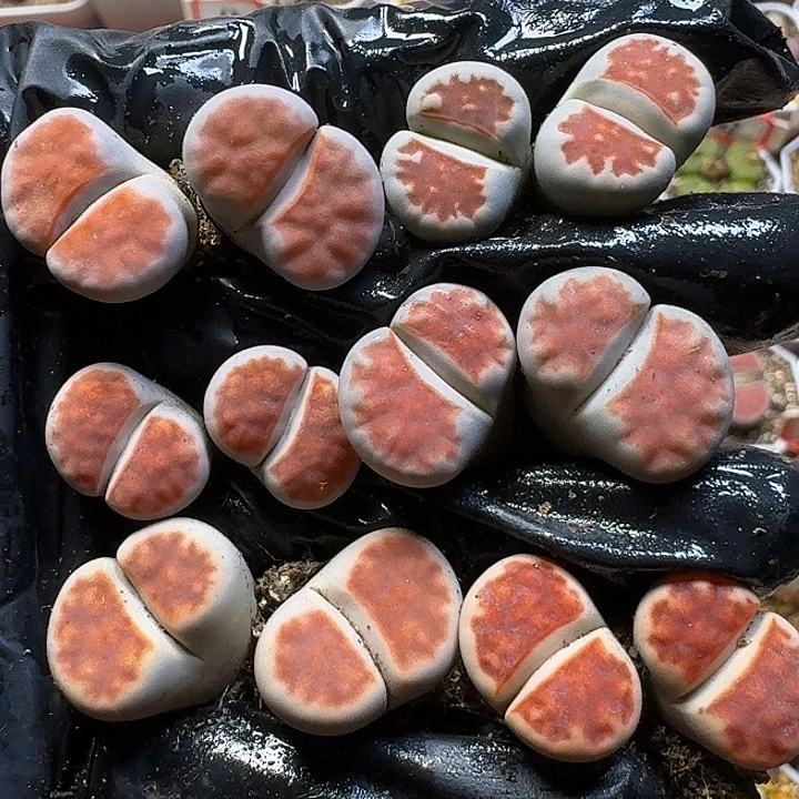 生石花11111。  福利。   180