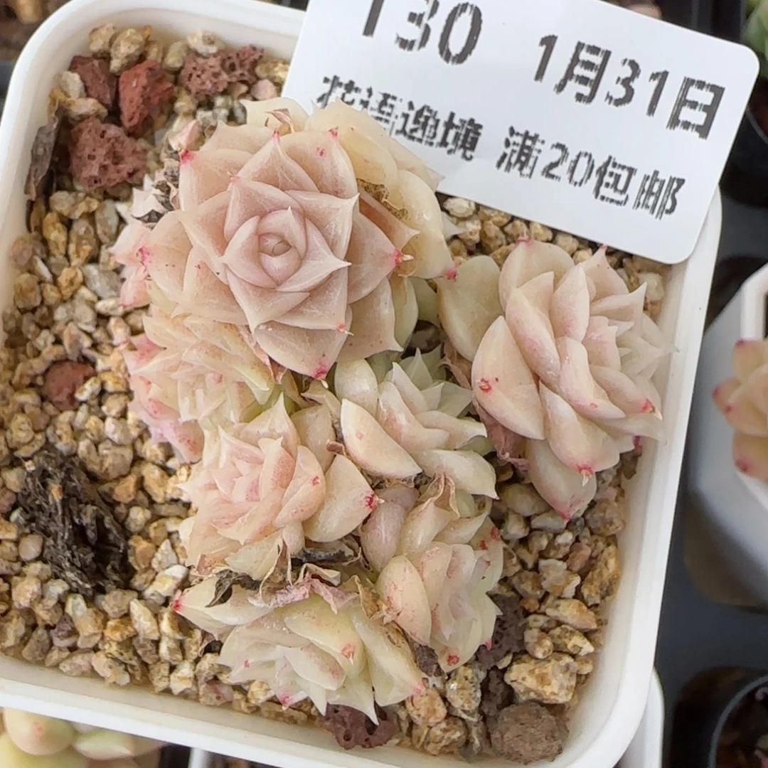 花语逸境0131-130散