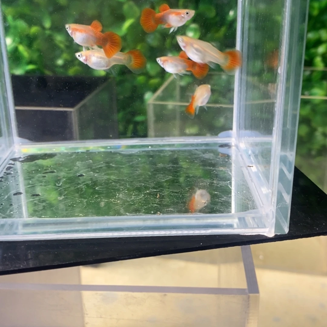 孔雀鱼黄暴球三对