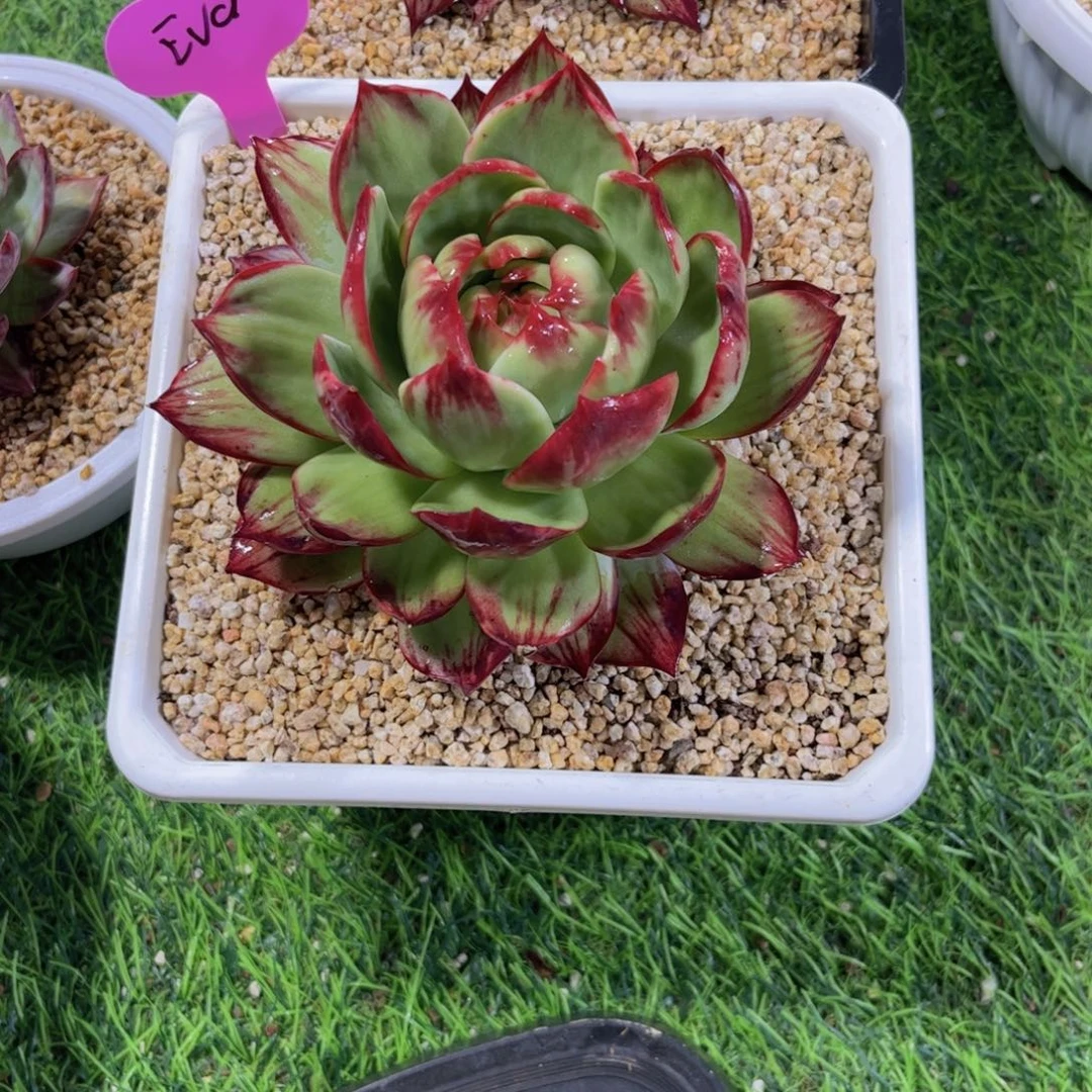 E***a惊鸿仙子一物一拍