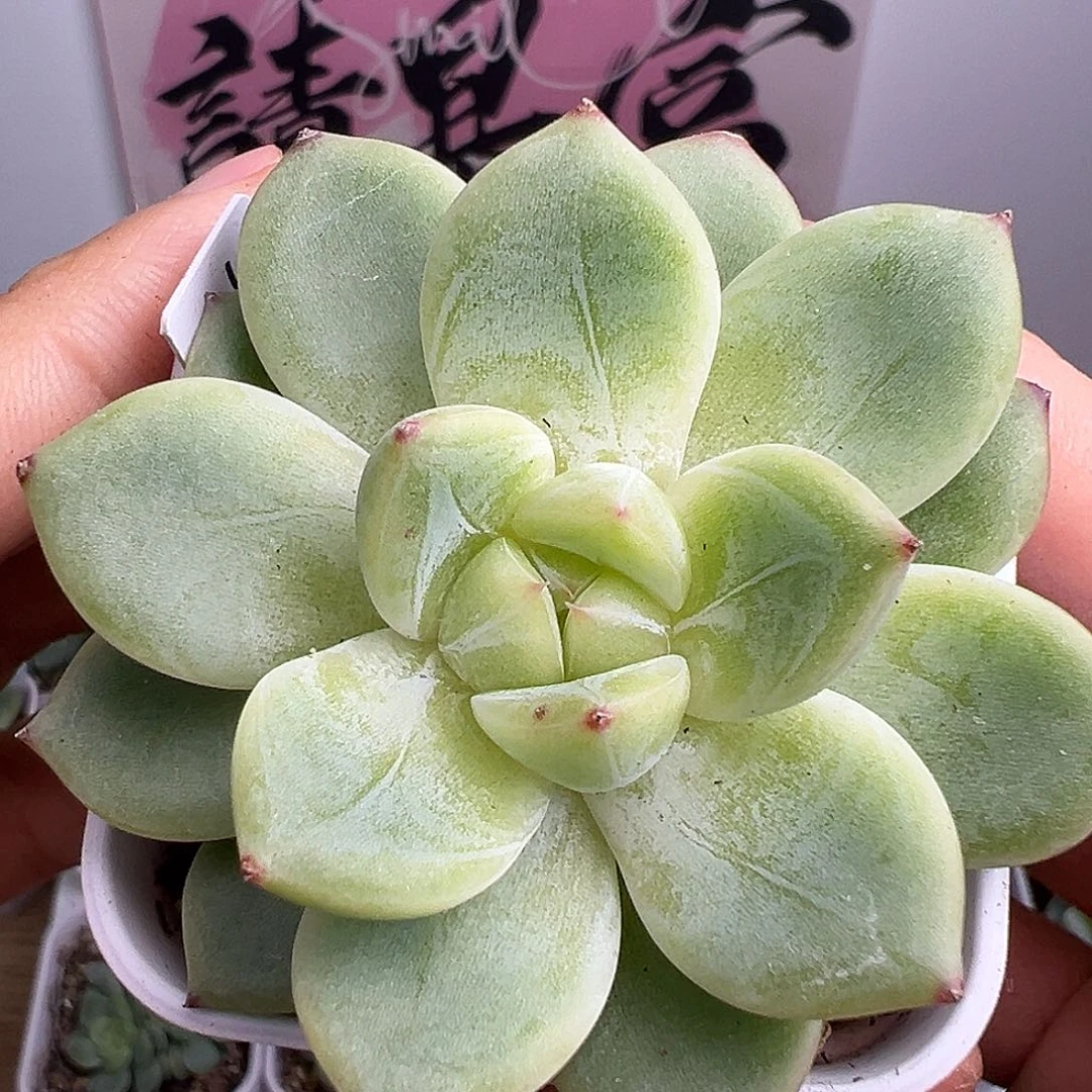 魔力珍妮清货福利