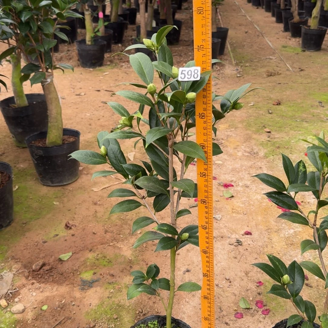 少量花朵（建议范围：2朵-5朵 或40%以下）598花鹤翎