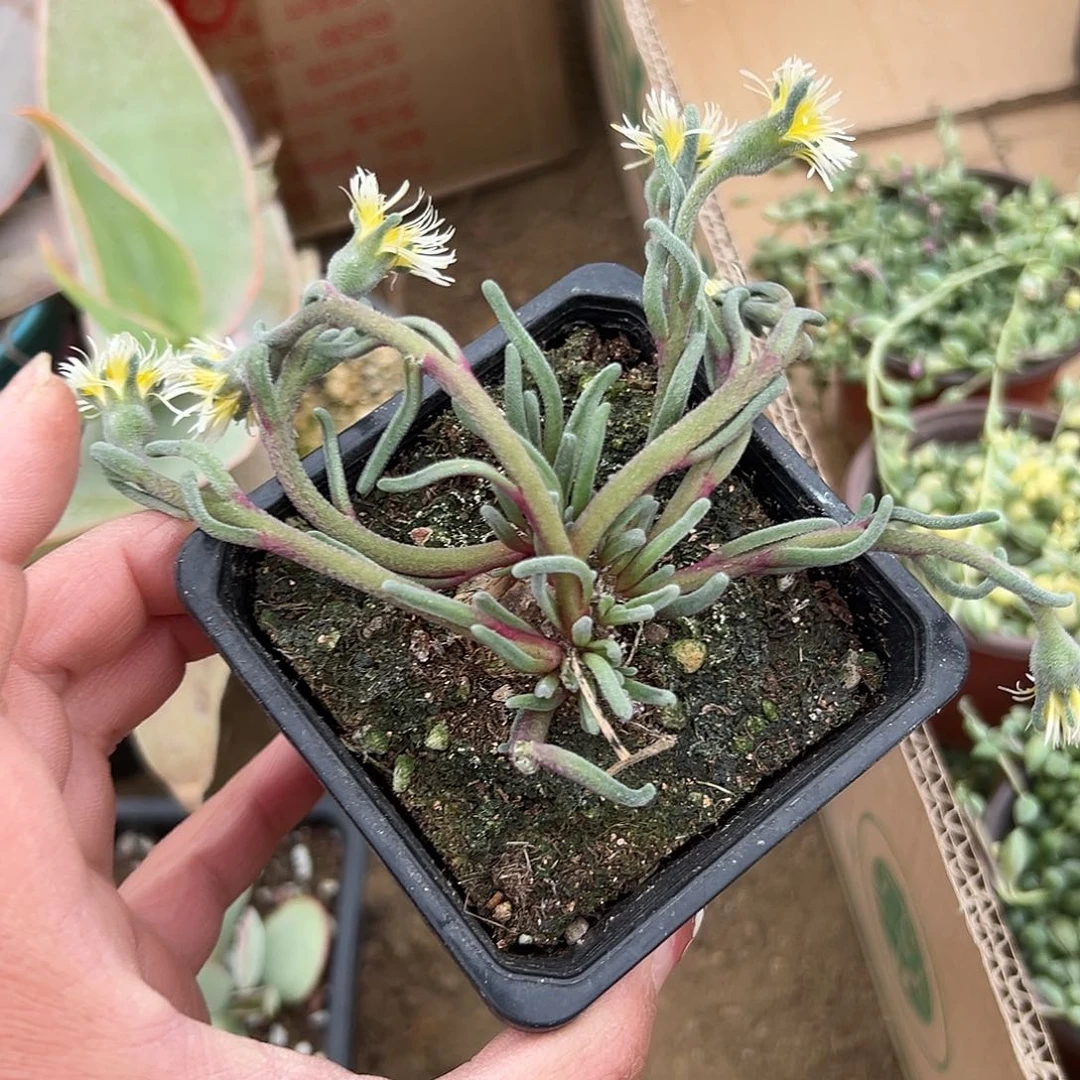 淡青霜开花多肉植物