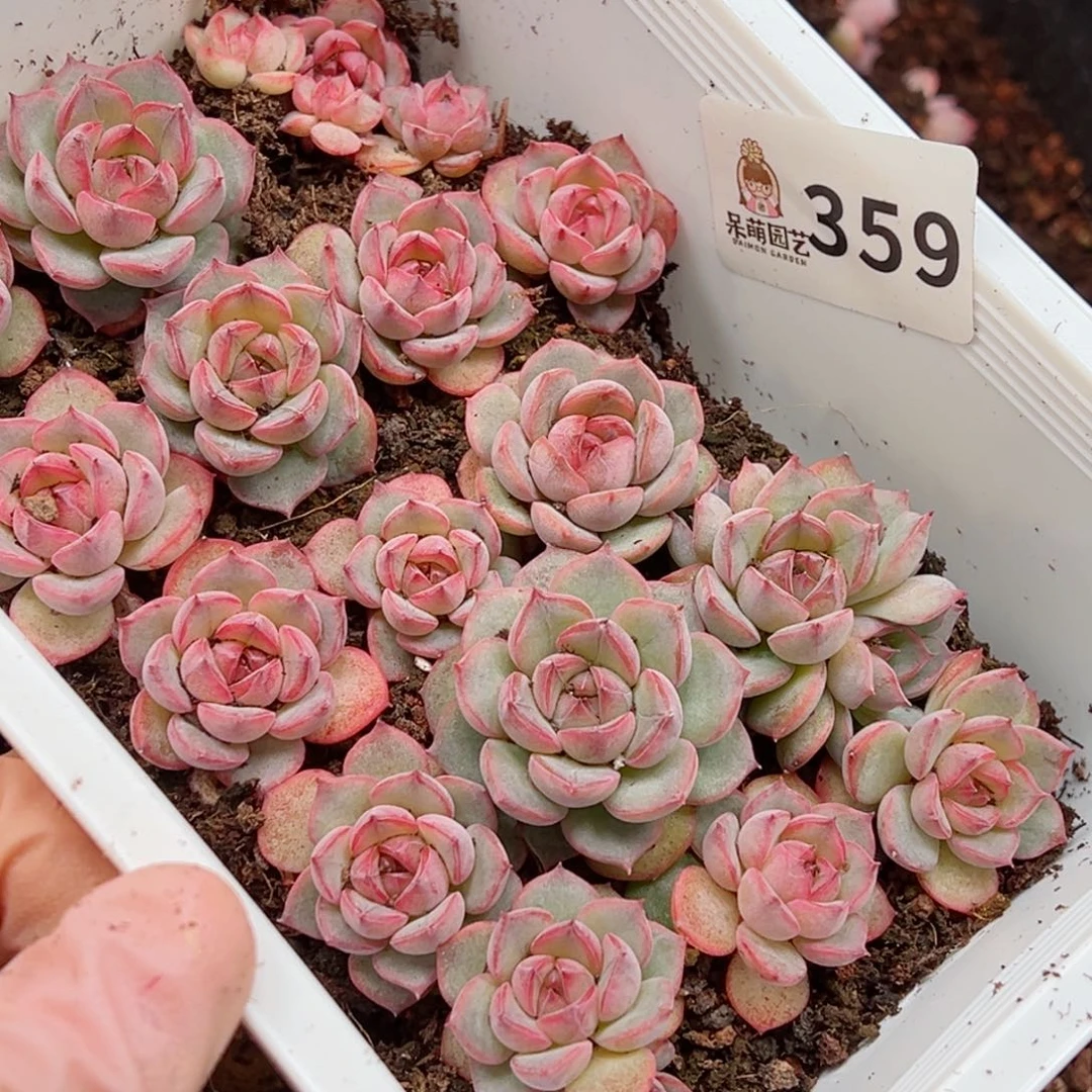 i**i多肉植物多肉植物