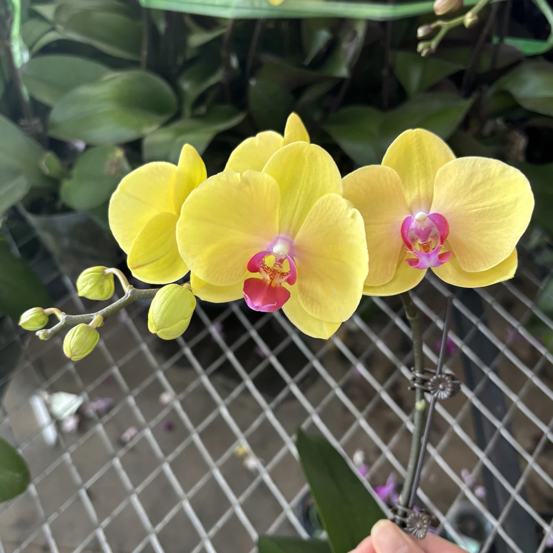 蝴蝶兰———(金色阳光)(任意两颗包邮只拍一颗发苗)