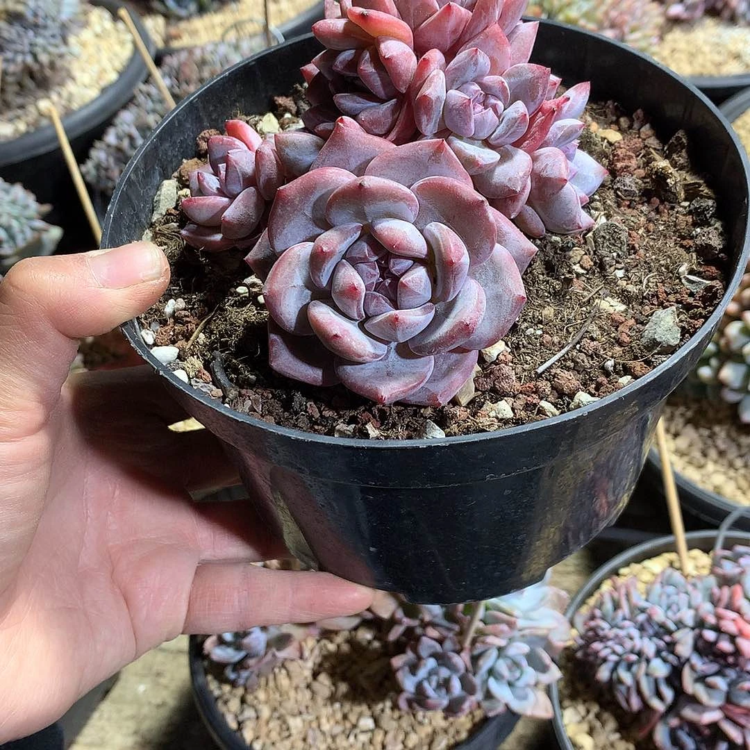 哈哈哈哈哈哈哈哈11头