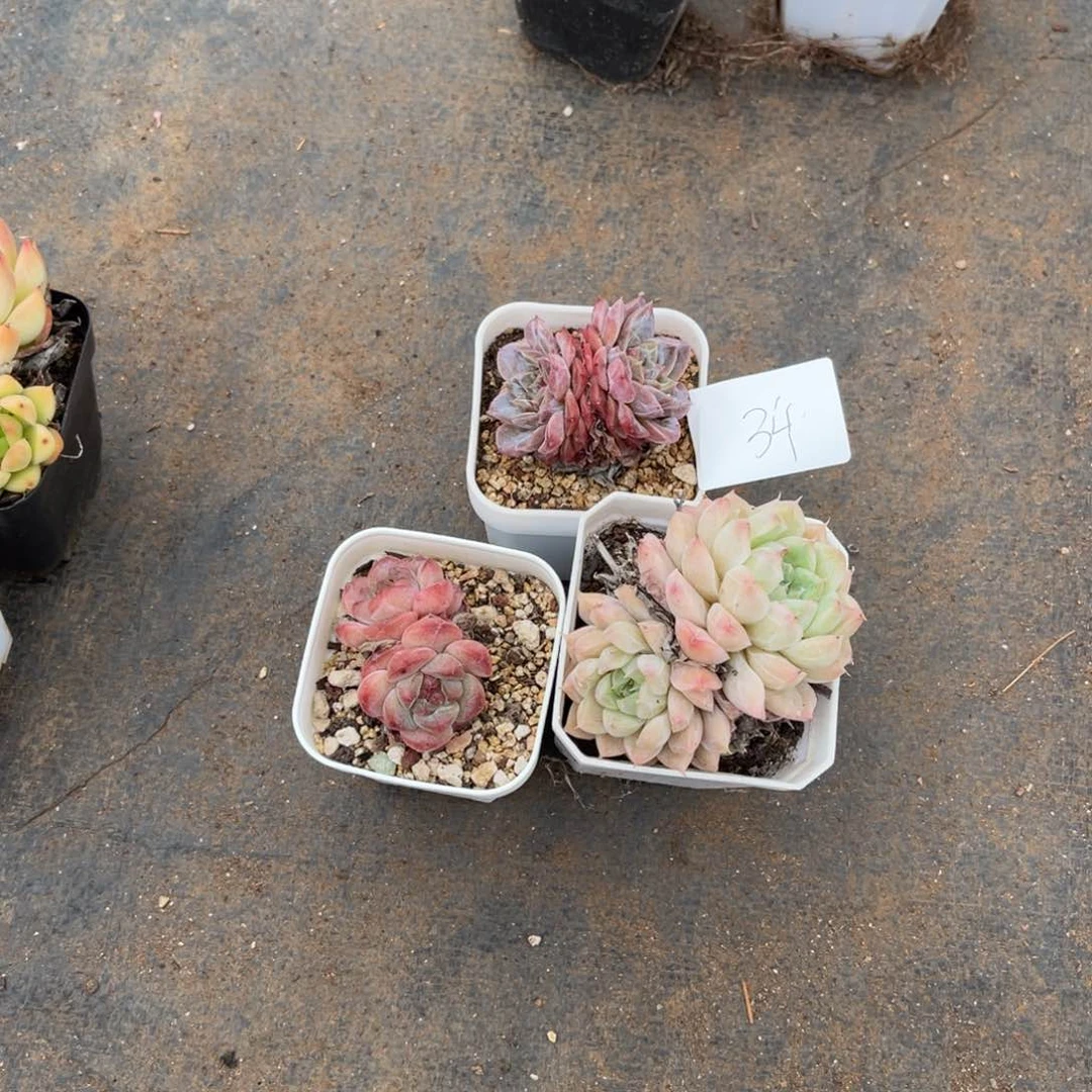 艺*0034组合3颗多肉