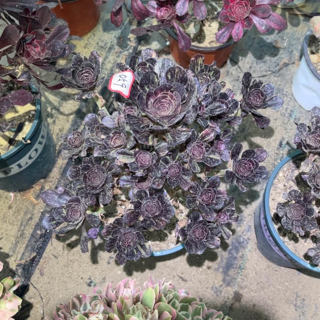 059多肉植物花无缺