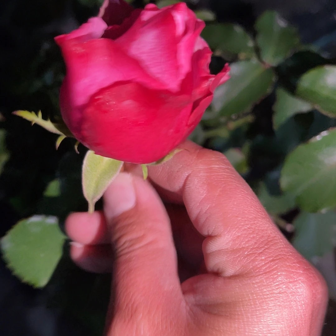 无花朵——-魅影 福利款