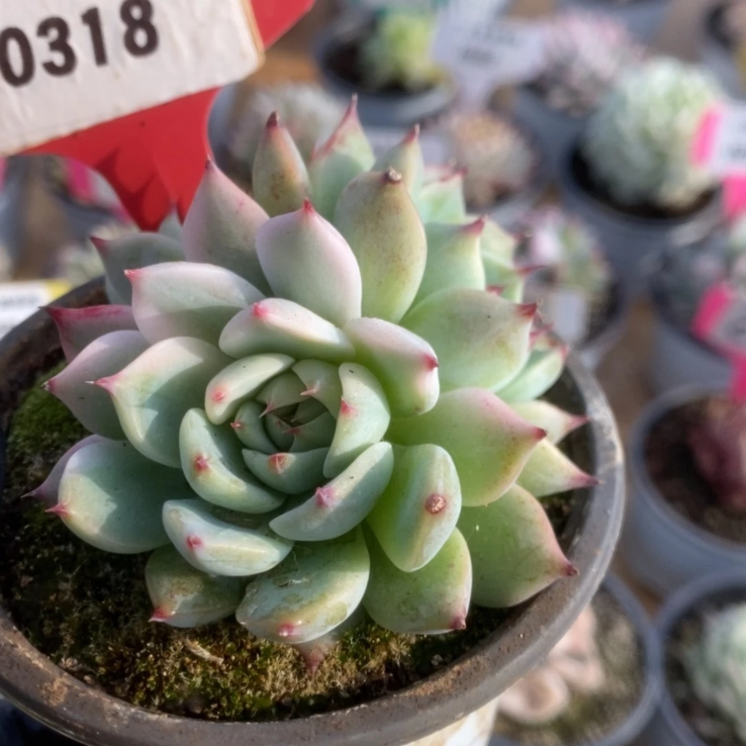 318吉娃娃锦锦锦锦锦