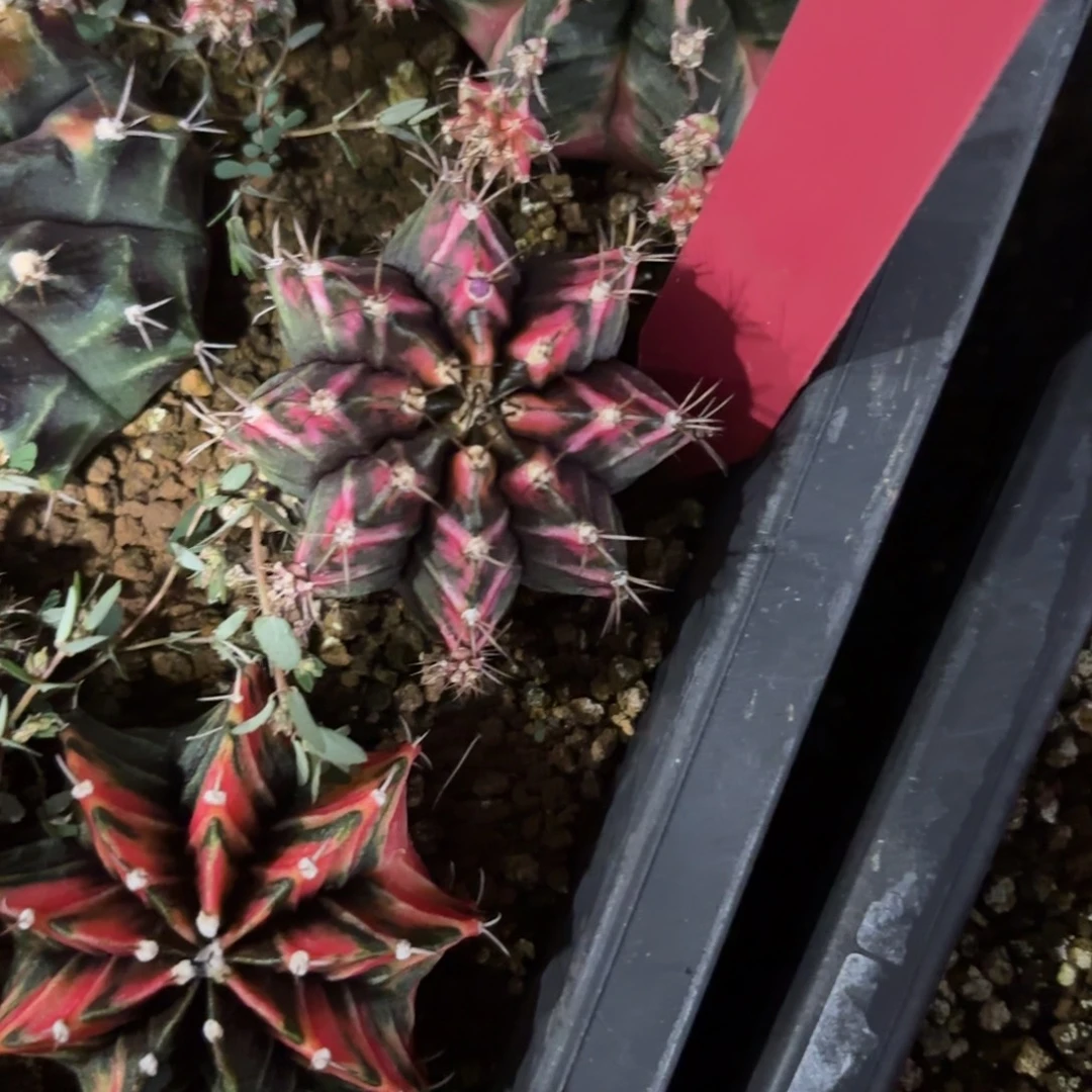 L722-1213泰国发货