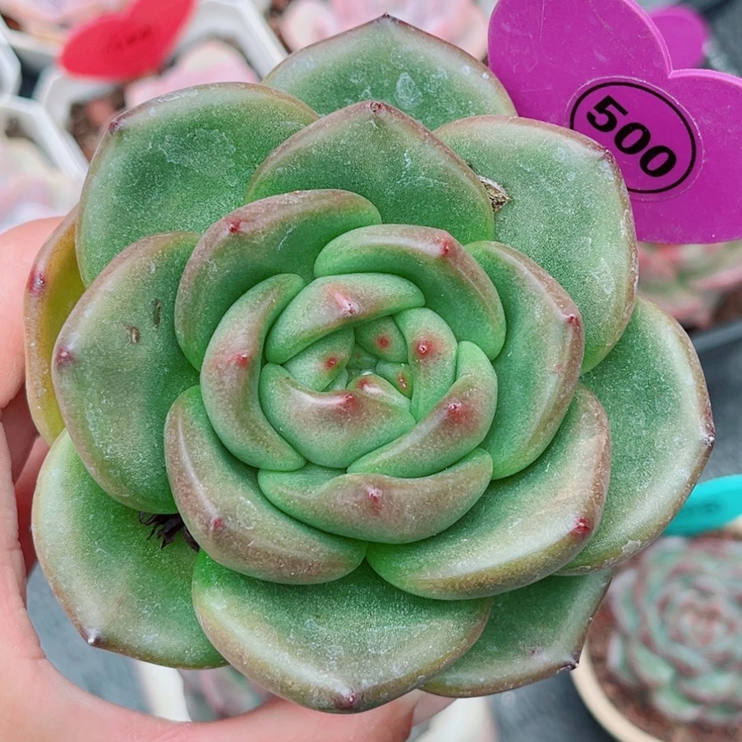 500号新品珍妮单头