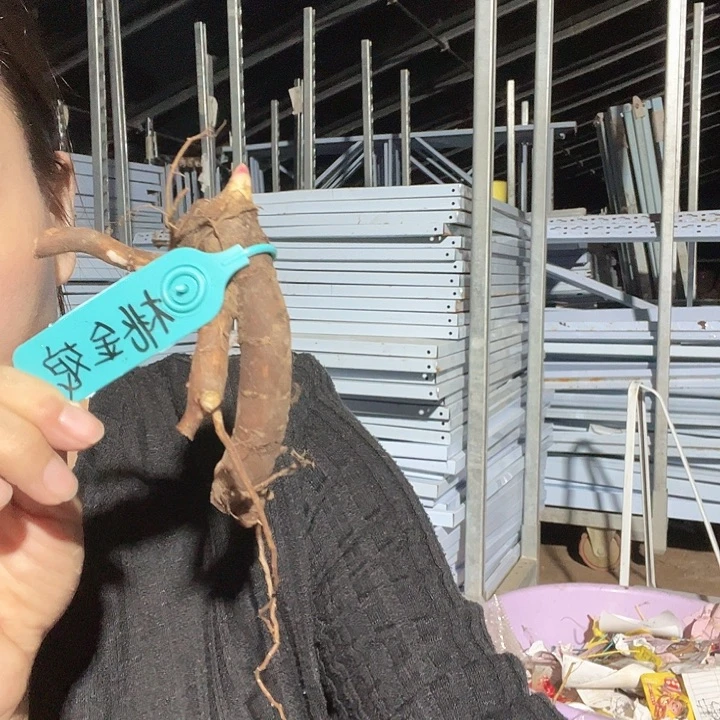当前无花栽培后可以开花桃金娘1芽