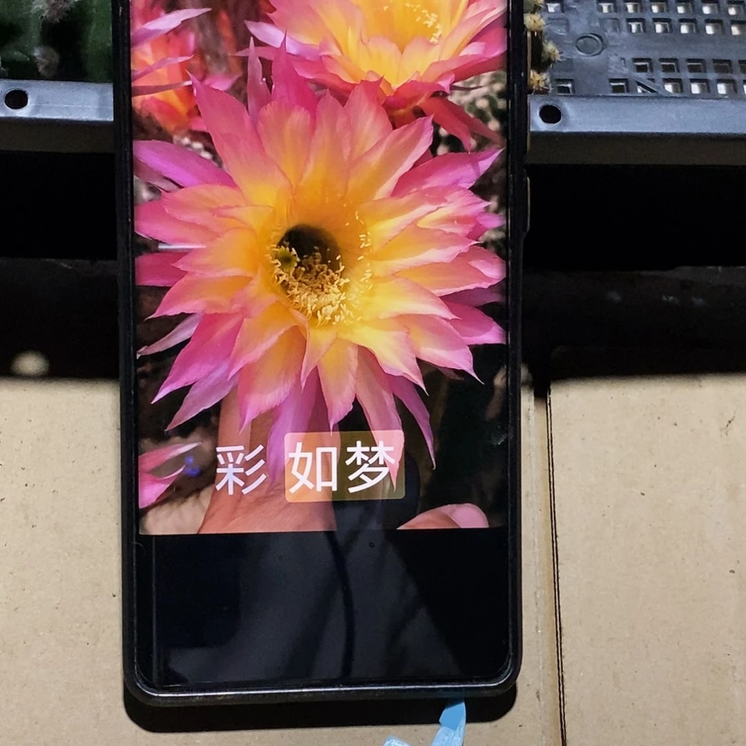 彩 如梦侧芽歪20包邮/5公分