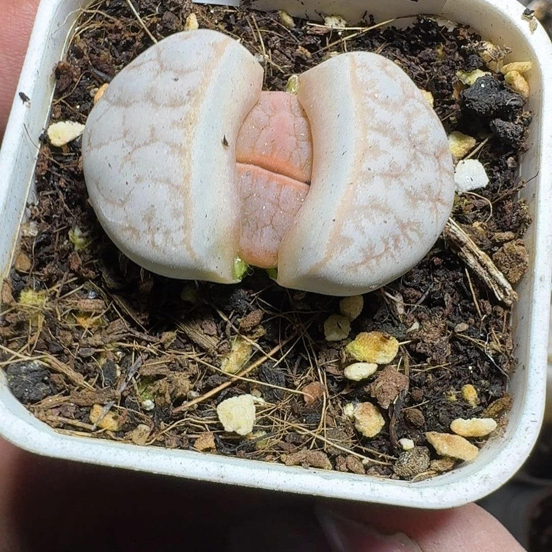 331 多肉植物多肉植物