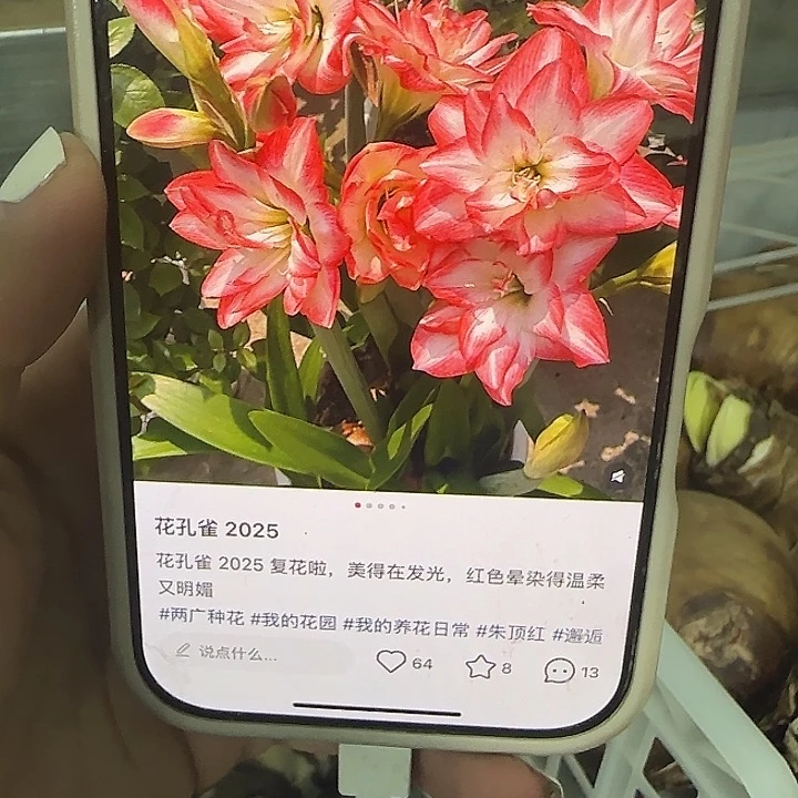 花孔雀7.5公分进口球福利